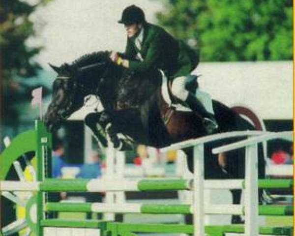 Irish Showjumping Stallion